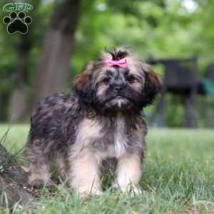 Sophia, Lhasa Apso Puppy